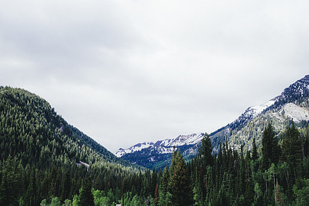 tall trees leading to mountain under cloudy sky thumbnail