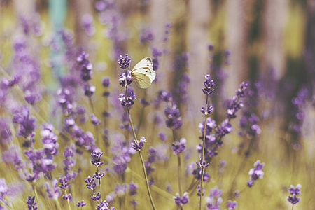 white butterfly on purple petaled flower thumbnail
