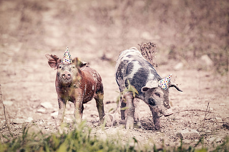 two pigs on field with party hats thumbnail