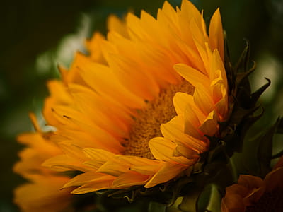 Selective Focus Photography of Sunflower thumbnail