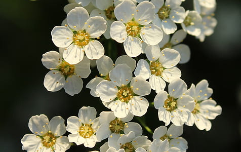 white and yellow petaled flowers in bloom thumbnail