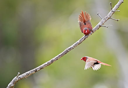 tilt shift photo of birds thumbnail