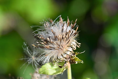 photo of white petaled flowers thumbnail