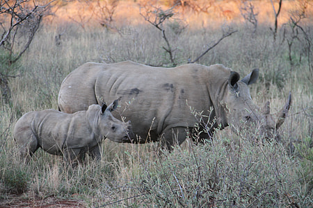 two gray rhinoceros on grass thumbnail