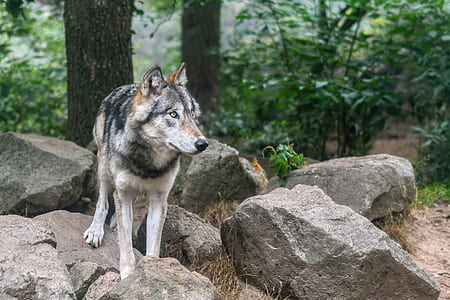 wolf near rocks thumbnail