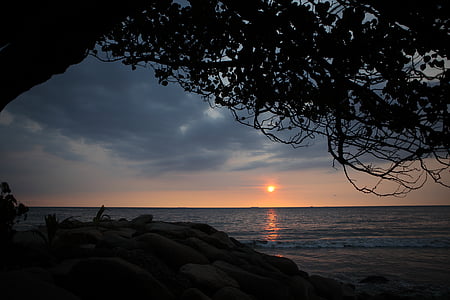 silhouette of tree near sea thumbnail
