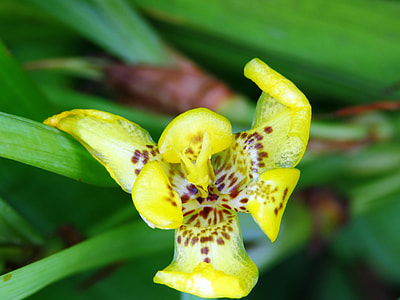 yellow flower thumbnail