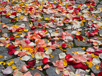 flowers petals on floor thumbnail