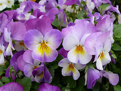 purple and yellow flowers during daytime thumbnail
