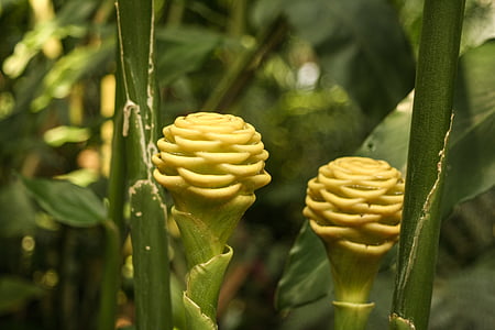 selective focus photography of green plants thumbnail