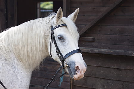 white horse thumbnail