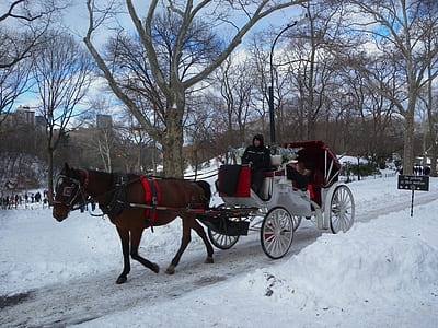 man riding carriage on snow field during daytime thumbnail