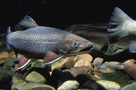 gray salmon fish thumbnail