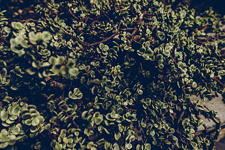 texture, plant, blur, leaves thumbnail