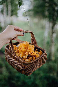 Picking mushrooms chantarelle in the woods thumbnail