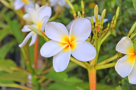 macro shot photography of white flowers thumbnail