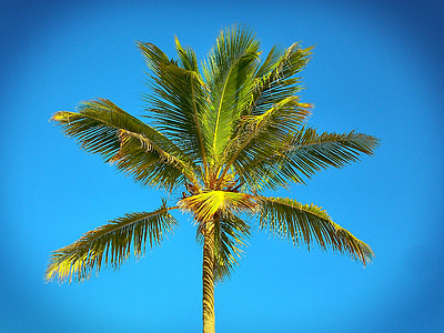 coconut palm tree thumbnail