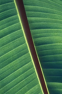 closeup photo of green banana leaf thumbnail