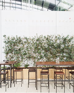 Green Plant Beside Dining Table and Chairs thumbnail