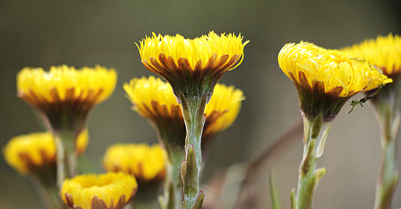 Wild Flowers, Yellow thumbnail
