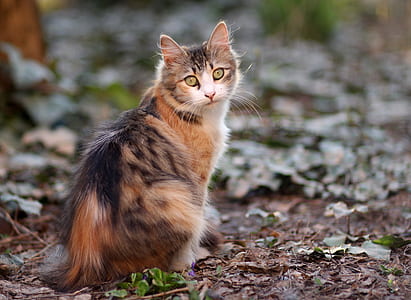 calico cat near green grass thumbnail