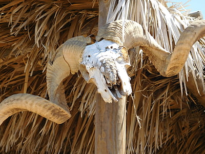 animal skull hung on bamboo pole thumbnail