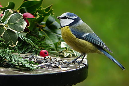 shallow focus photography of yellow and blue bird perched on table thumbnail