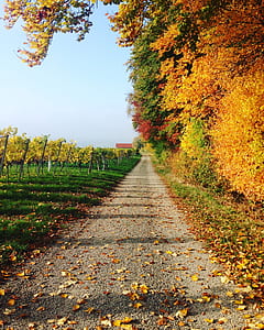 trees beside path thumbnail