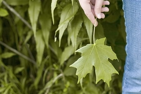person holding green leaf thumbnail