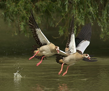 closeup photo of two geese flying above water thumbnail