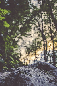bokeh photography of trees thumbnail
