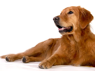 adult golden retriever lying on floor thumbnail