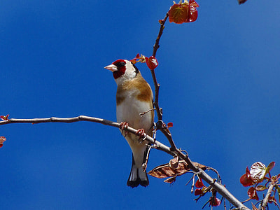 red and brown bird perched on tree branch thumbnail