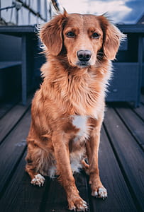 adult Nova Scotia duck tolling retriever sitting on brown wooden surface thumbnail