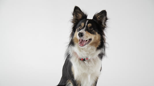 Bernese mountain dog thumbnail