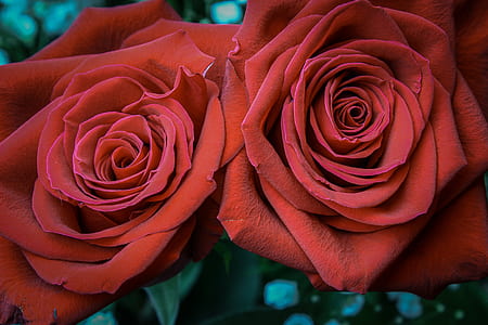 two red roses thumbnail