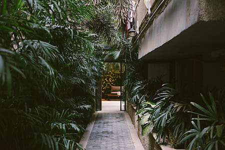 Pathway in the Middle of Linear Leaf Plants thumbnail