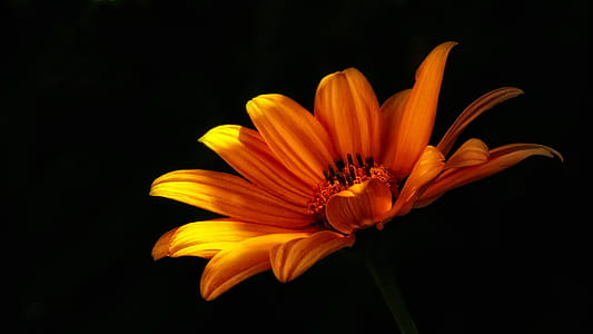 Close-up Photo of Orange Mexican Sunflower in Bloom thumbnail
