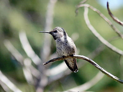 white bird in shallow photo thumbnail