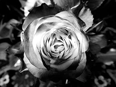 Photography Grayscale of Rose thumbnail