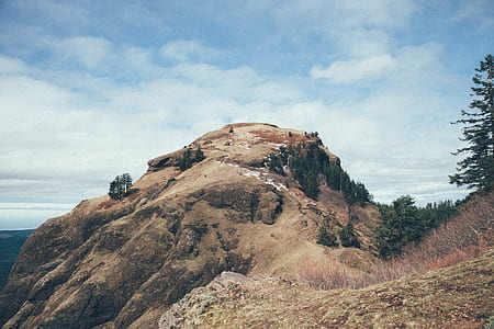 trees on hill thumbnail