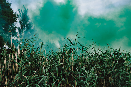 Green smoke bomb thumbnail
