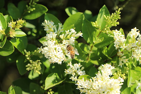 shallow focus photography of bee thumbnail
