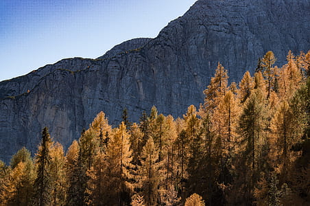 brown larch trees thumbnail
