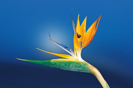 Macro Shoot Photography of Birds of Paradise Flower thumbnail