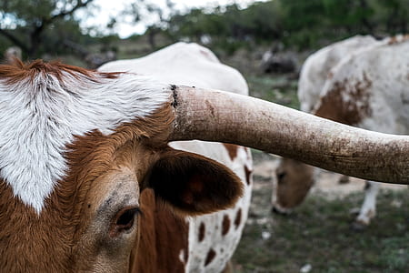 shallow focus photo of brown animal horn thumbnail