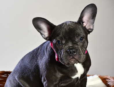adult black and white French bulldog thumbnail