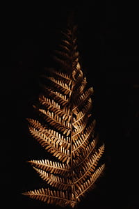 brown fern thumbnail