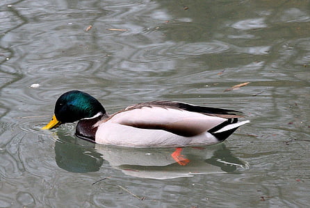 mallard duck in water thumbnail