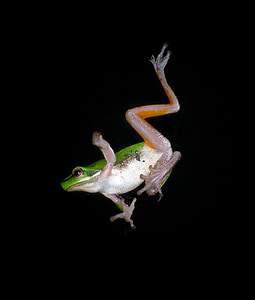 green and white frog thumbnail